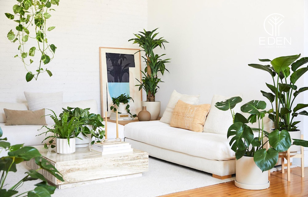 Nên trồng cây gì trong phòng khách?