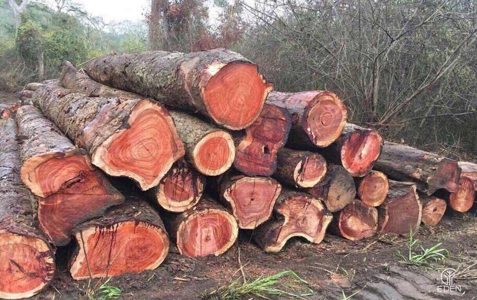 Giá gỗ đinh hương có đắt không? 