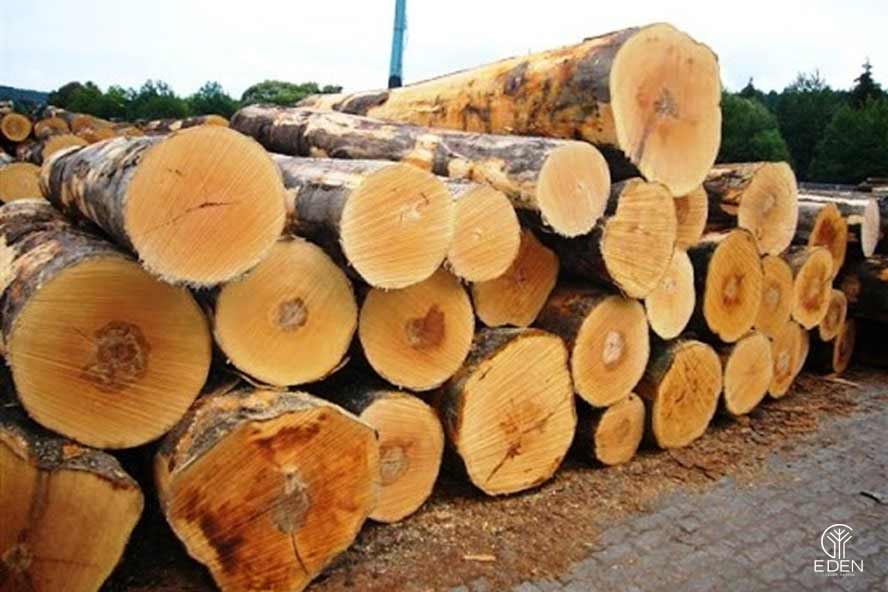 Giá trị kinh tế của gỗ dổi 