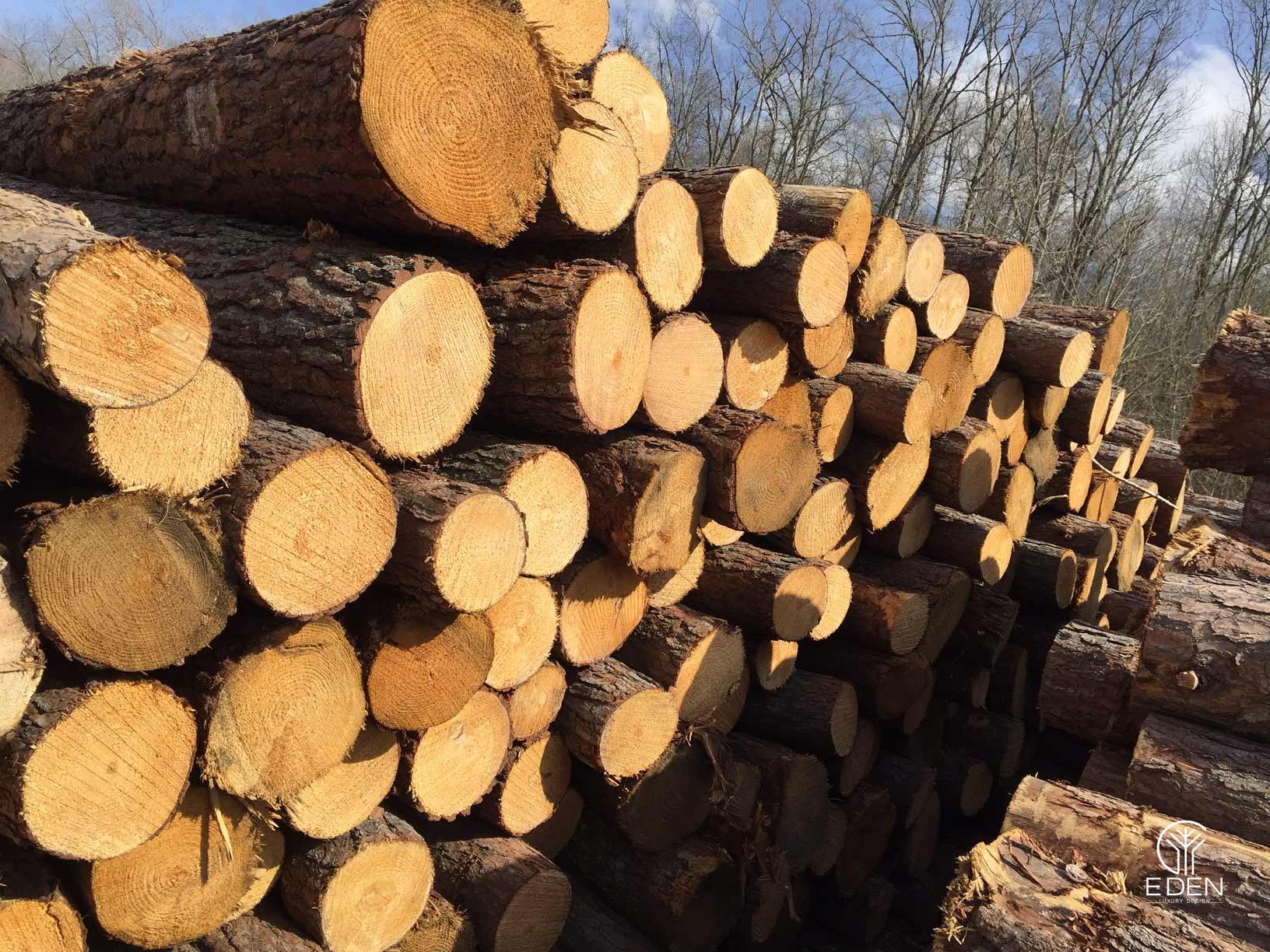 Chất lượng của gỗ dổi là gì 