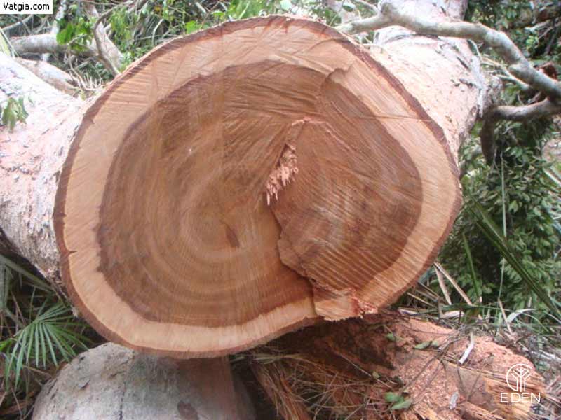 Đặc điểm của gỗ phay 