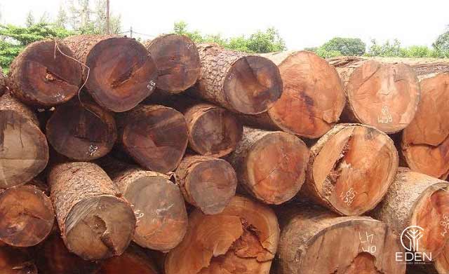 Những ưu điểm và nhược điểm của gỗ sao 