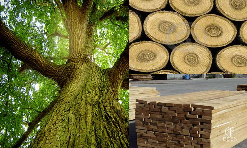 Những lợi ích khi lựa chọn gỗ Sồi trong thiết kế nội thất