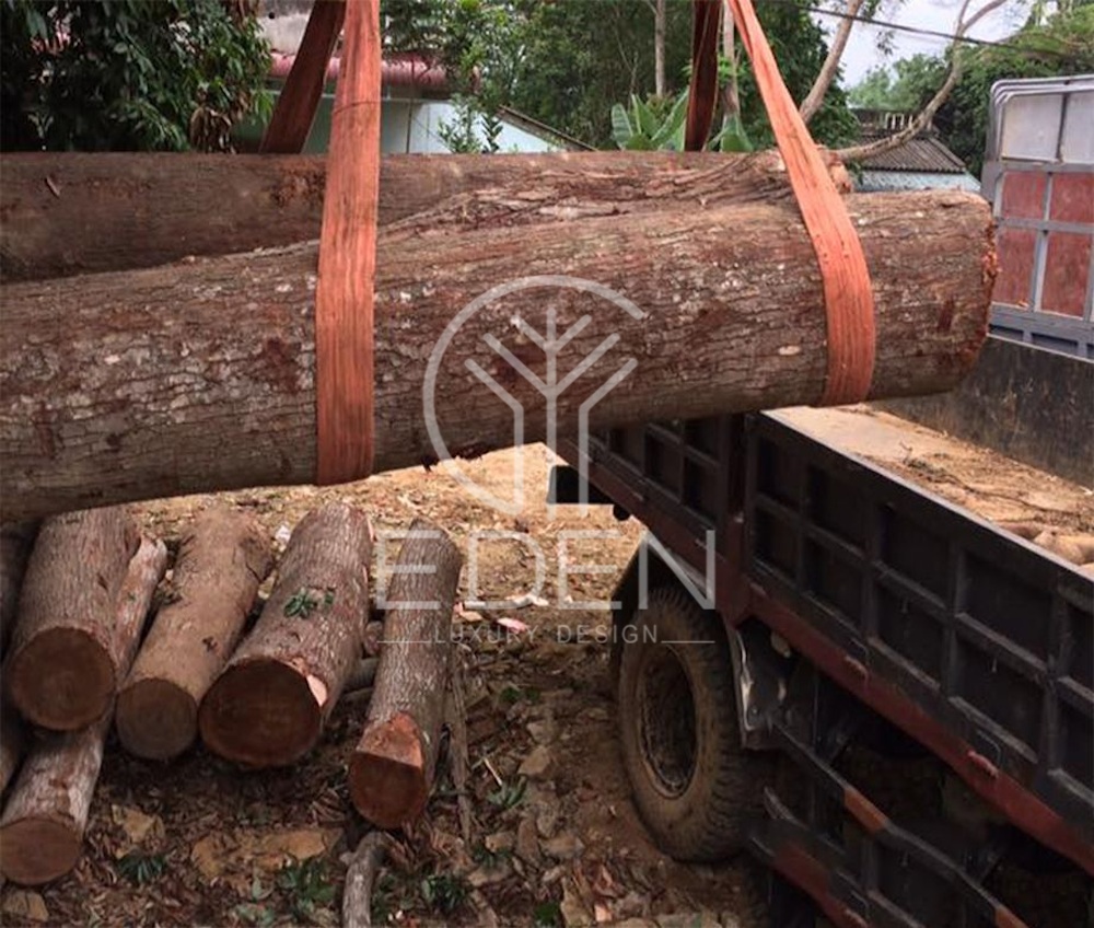 Khâu xử lý gỗ xà cừ có yêu cầu cao vì nhược điểm dễ cong vênh của loại gỗ này
