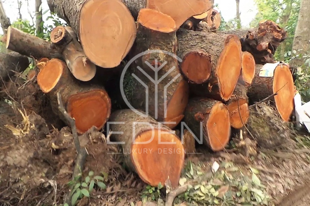 Gỗ cây xà có nhiều ưu điểm của loại gỗ nhóm 5