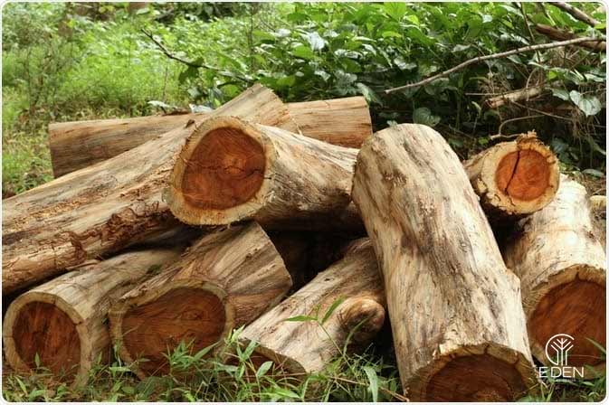 Tìm hiểu về loại gỗ cẩm lai 