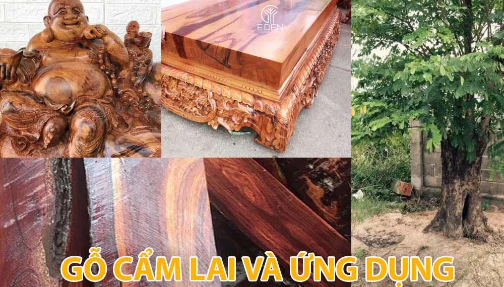 Ứng dụng về gỗ cẩm lai 