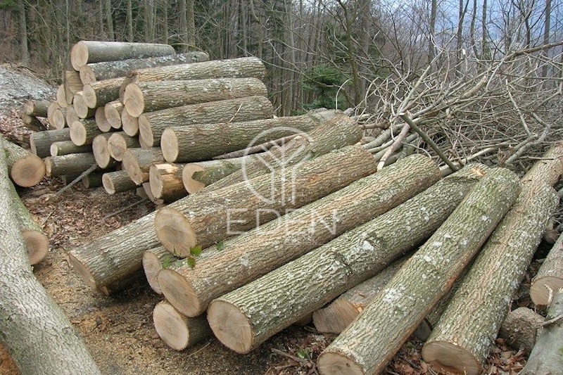 Phân loại gỗ Tần Bì