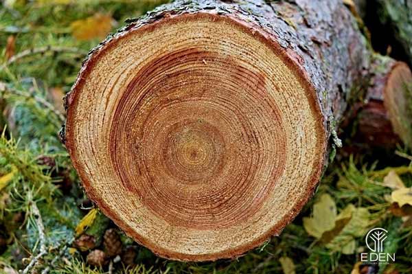 Đánh giá ưu điểm và nhược điểm của gỗ thông 