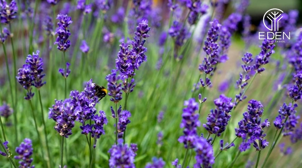 Lavender - hoa oải hương nổi tiếng toàn thế giới là biểu tượng của tình yêu chung thủy
