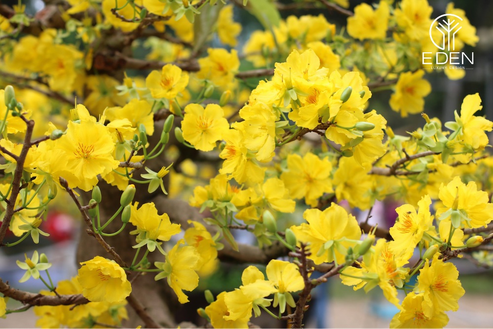Hoa mai vàng tươi tắn có thể đặt ở phòng khách để tích tụ sinh khí