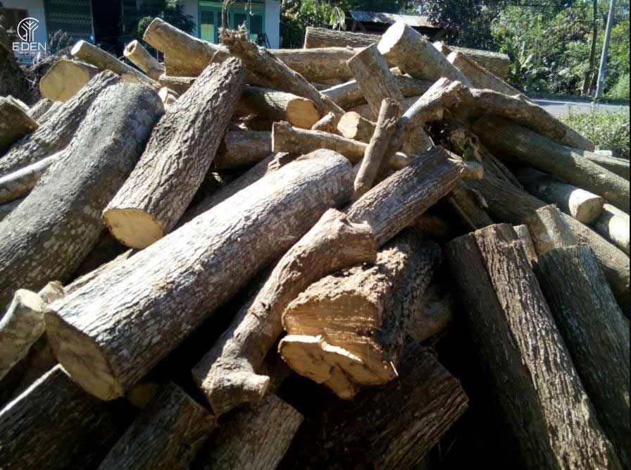 Giá trị nổi bật mà gỗ dâu rừng mang lại