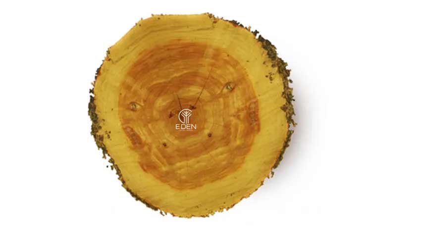 Tìm hiểu chi tiết về gỗ Hoàng Đàn 