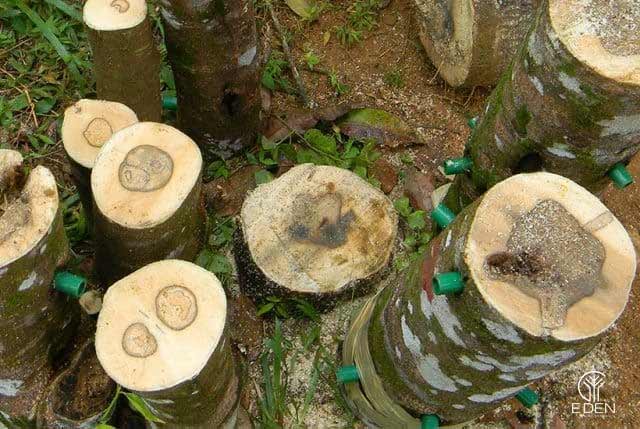 Tìm hiểu chi tiết về gỗ trầm hương 