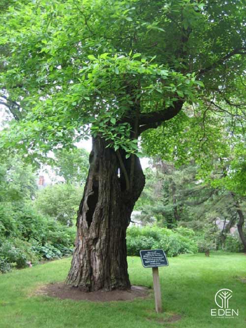 Đặc điểm nhận dạng của cây gỗ Xá Xị 