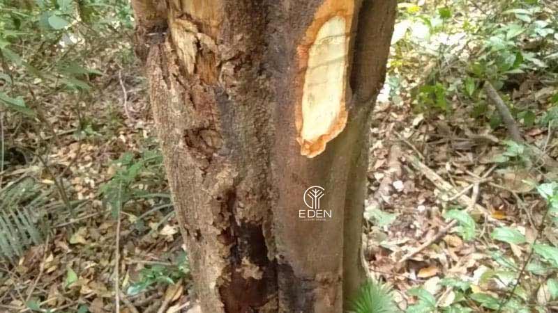Cách bảo quản cây gỗ Xá Xị hiệu quả 