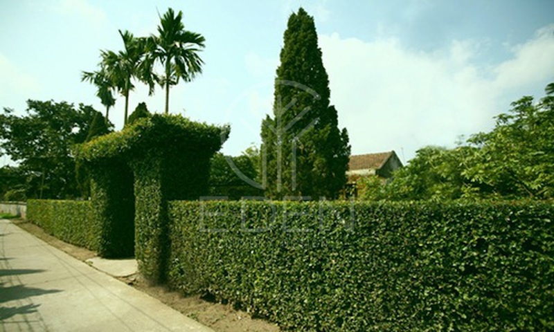 Thiết kế hàng rào nhà từ nhiều cây xanh