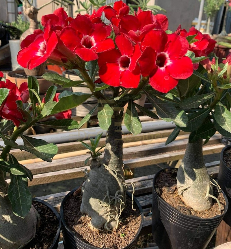 Hoa Sứ Thái đỏ hợp mệnh Thổ có màu sắc và mùi hương đặc trưng