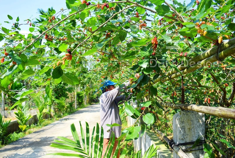 Cây dâu tằm có thể tạo ra không khí âm u và lạnh lẽo, ảnh hưởng đến sự hòa thuận