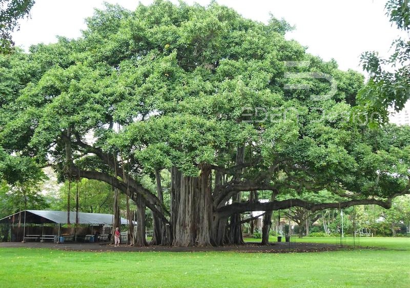 Trồng cây đa ở khu vực trước nhà có thể thu hút năng lượng tiêu cực và cản trở dòng tài lộc vào nhà