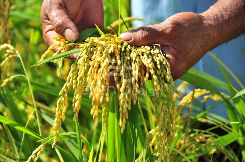 Ngành kinh doanh gạo ở Việt Nam mang lại giá trị kinh tế cao và ảnh hưởng đến đời sống hàng ngày của người dân