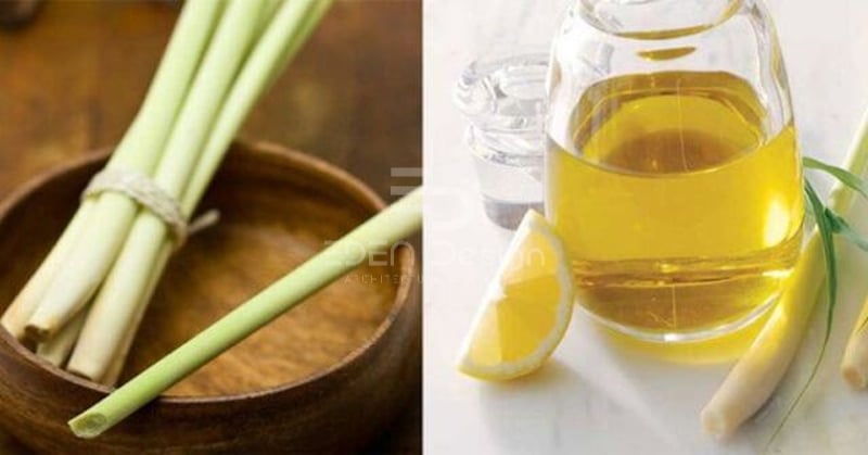 Tinh dầu chanh sả cũng là một biện pháp hữu ích xua đuổi rết