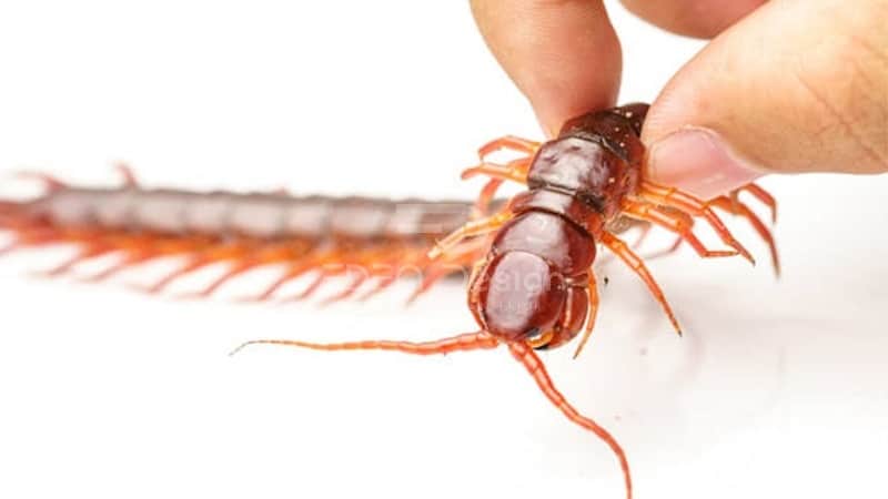 Thuê dịch vụ diệt rết chuyên nghiệp hơn để diệt tận gốc rết trong nhà bạn
