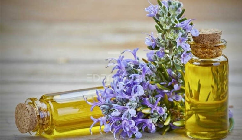 Sử dụng tinh dầu hương thảo cũng là một cách hay để đuổi gián ra khỏi phòng ngủ