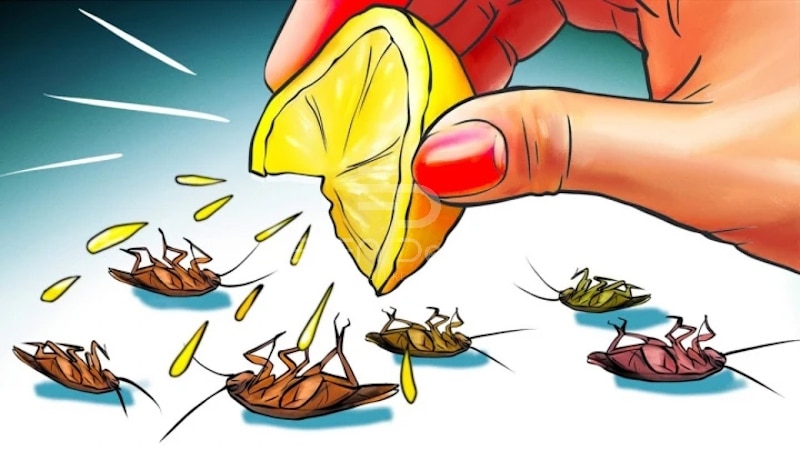 Gián rất sợ mùi hương của axit citric nên có thể dùng để đuổi gián
