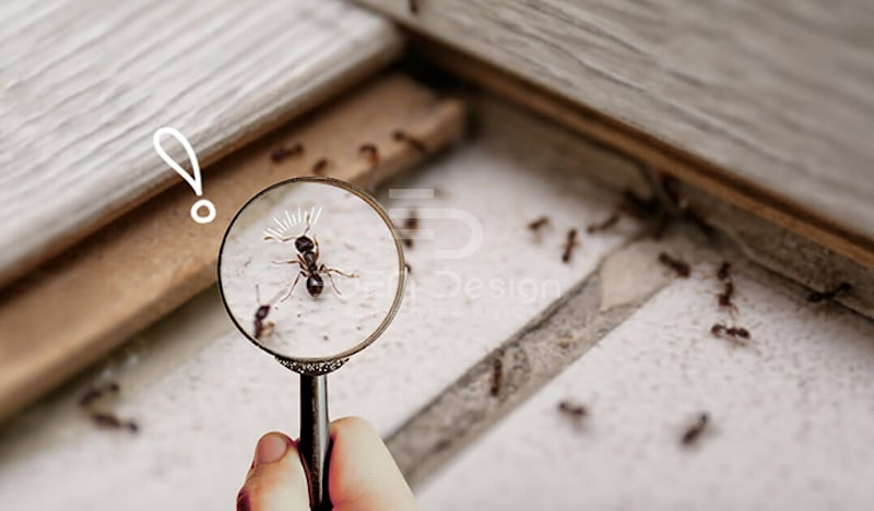 Kiến là loài động vật nhỏ bé nhưng lại rất khó chịu đối với con người