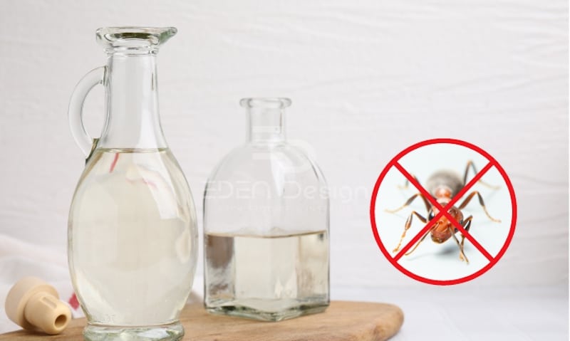 Giấm trắng có thể đuổi kiến hiệu quả