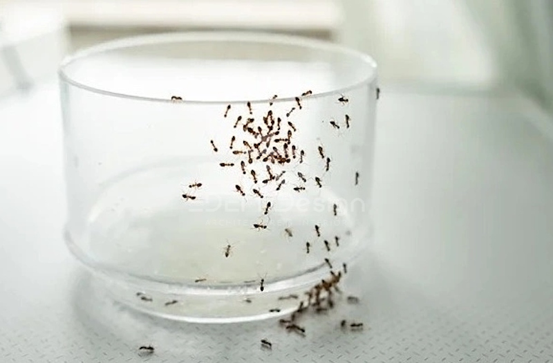 Bẫy kiến ngày nay có rất nhiều loại cho bạn lựa chọn