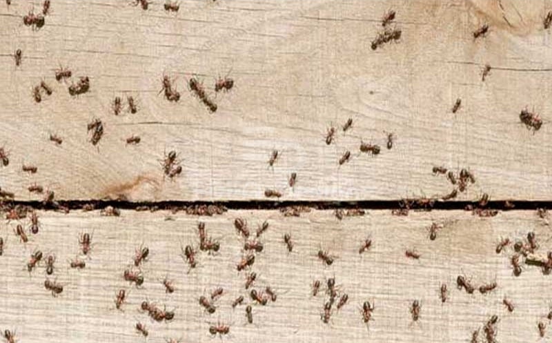 Keo dán kiến có cách thức hoạt động giống keo dán chuột