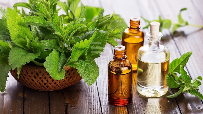 Bạc hà là một phương pháp xua đuổi kiến được nhiều người sử dụng