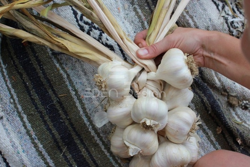 Đặt quá nhiều tỏi sẽ gây cảm giác khó chịu bởi mùi cay nồng đặc trưng của tỏi