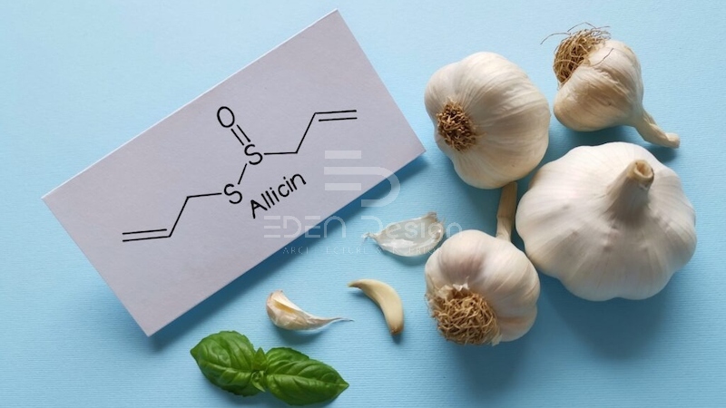 Hợp chất Allicin trong tỏi giúp kháng khuẩn và tăng hệ miễn dịch