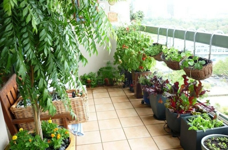 Trồng một vườn rau mini trong chính căn nhà của mình mang lại nhiều lợi ích